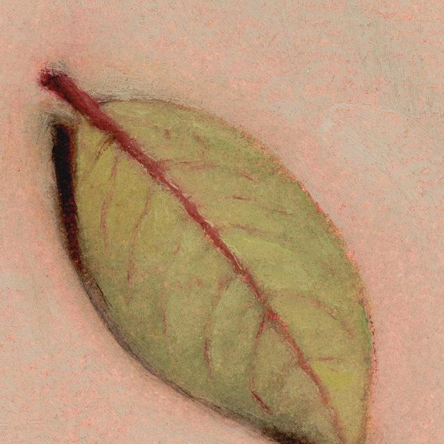 Blueberry Leaf | Feuille de bleuet