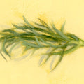 Fennel | Fenouil