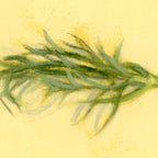 Fennel | Fenouil