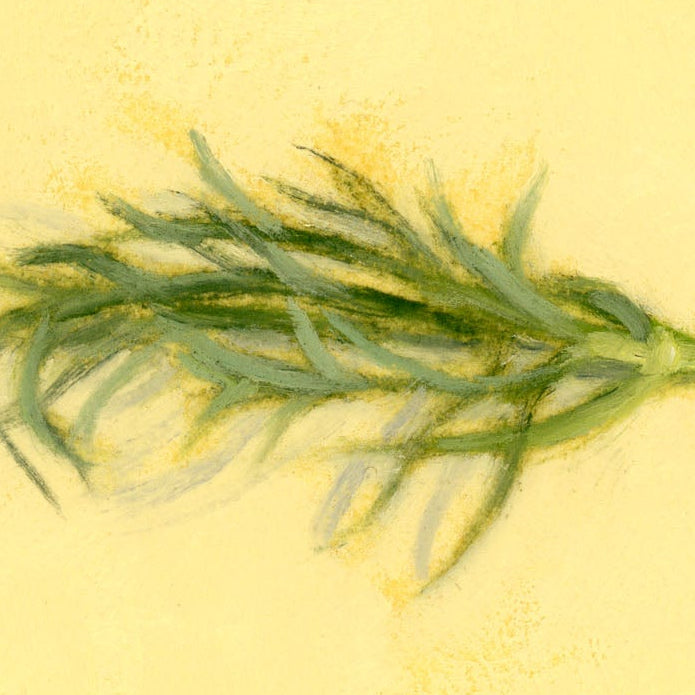 Fennel | Fenouil