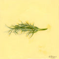 Fennel | Fenouil