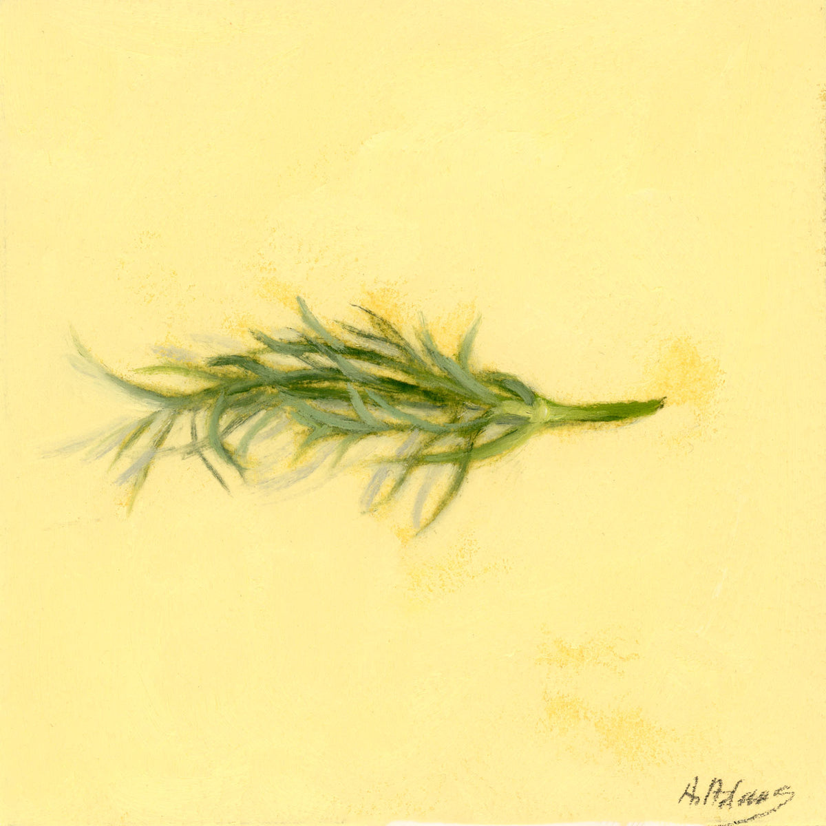 Fennel | Fenouil