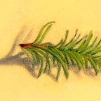 Fir | Sapin