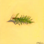 Fir | Sapin