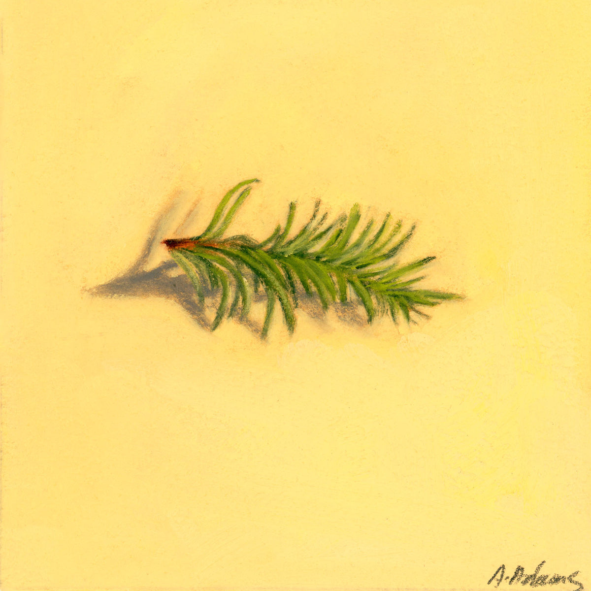 Fir | Sapin