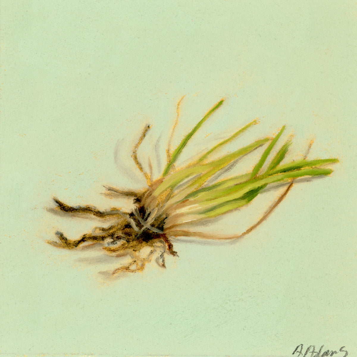 Grass | Gazon