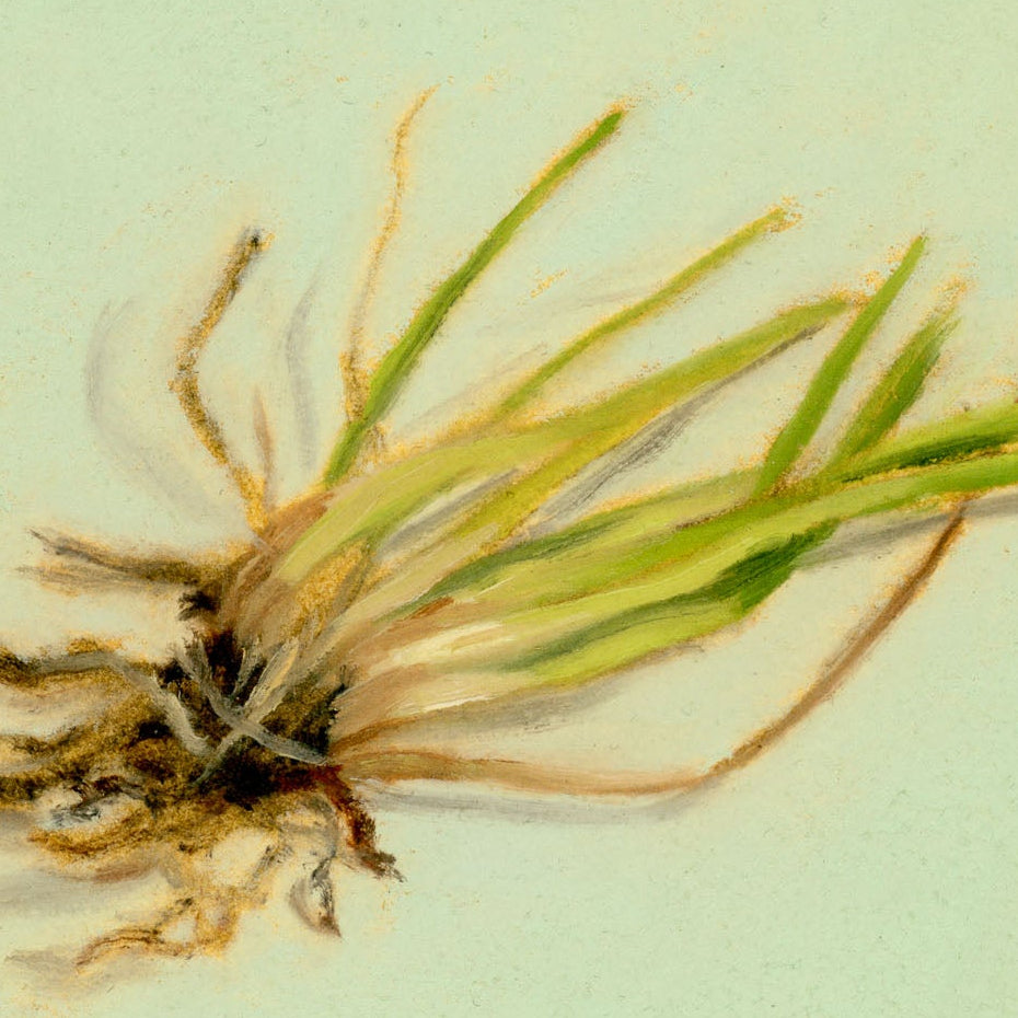 Grass | Gazon
